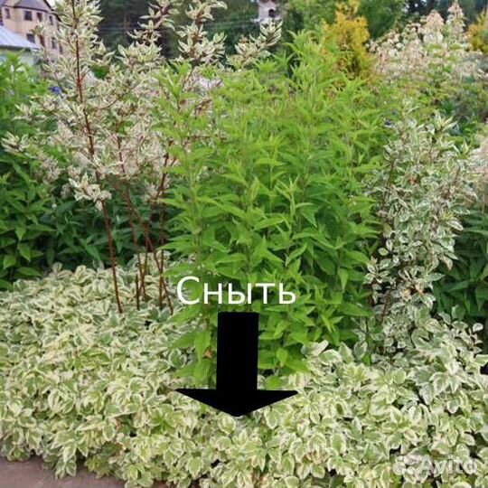 Саженцы многолетних растений