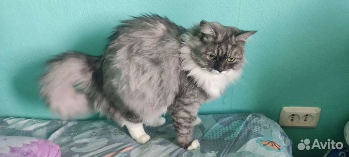 Сибирская кошка