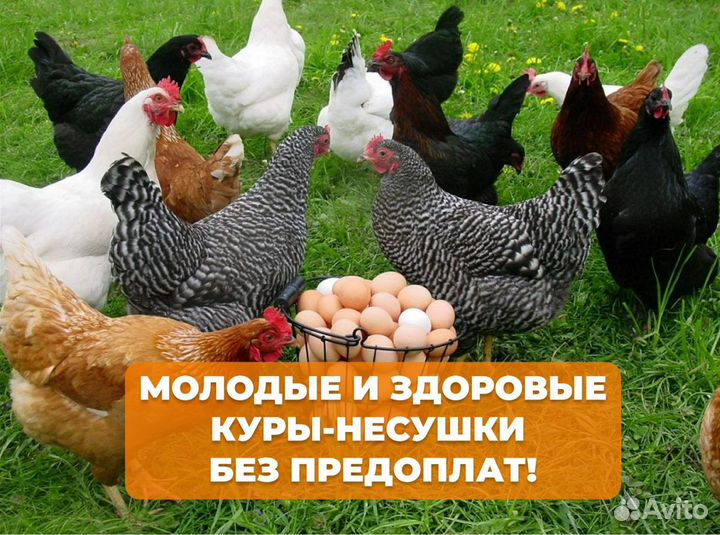 Куры несушки Легорн белая