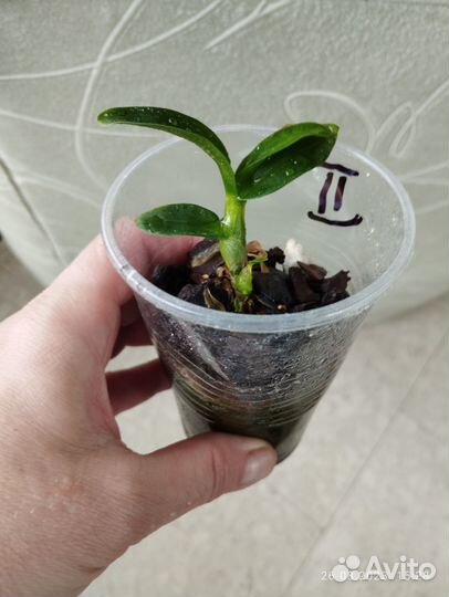 Сеянцы орхидей и ваниль