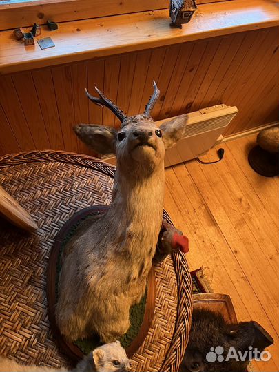 Чучела животных