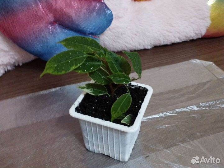 Фикусы бенджамина