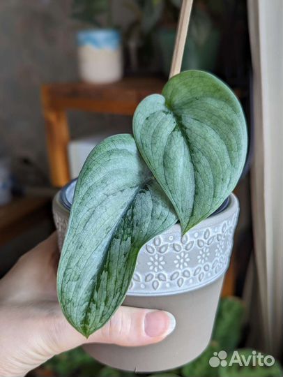 Сциндапсусы