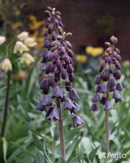 Букет цветов фриттилярия на 8 марта