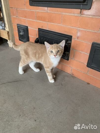 Котенок в добрые руки бесплатно