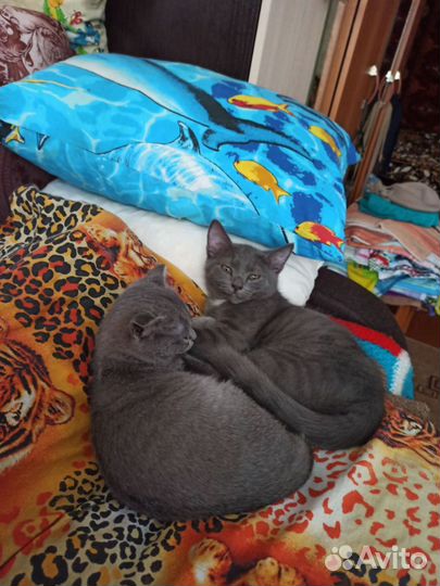 Котейки в дар