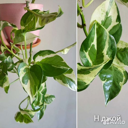 Эпипремиум Филодендрон Монстера Эсхиантус на срез