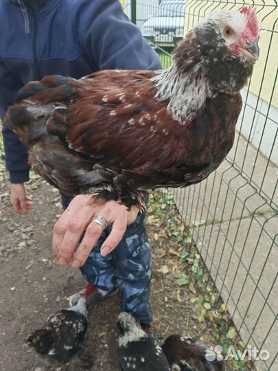 Петушки породы фавероль