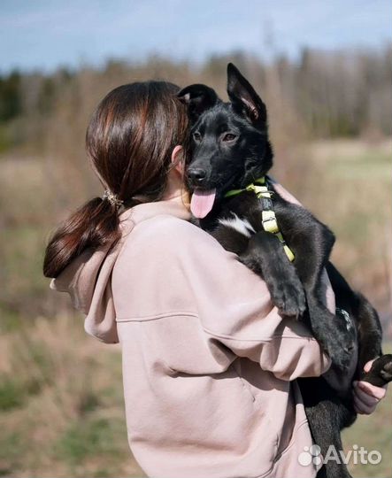 Щенок в добрые руки