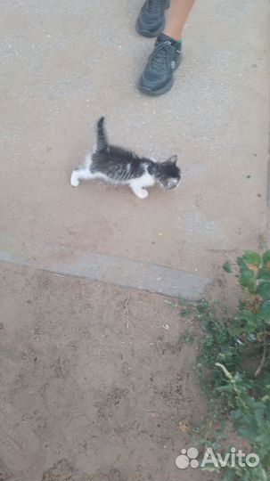 Котёнок в добрые руки отвечаем только взрослым