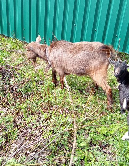 Камерунская козочка