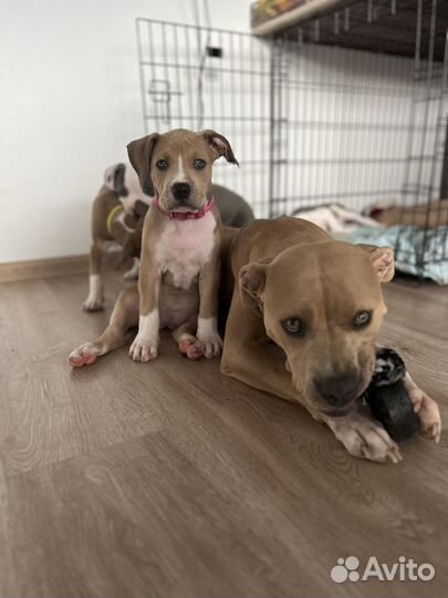 Щенки питбультерьера