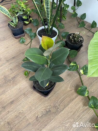 Комнатные цветы