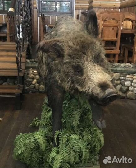 Дикий кабан