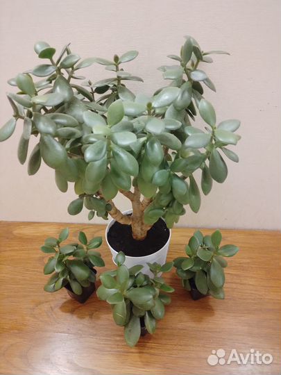 Денежное дерево