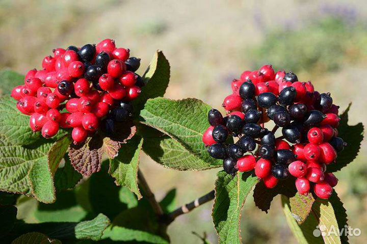 Можжевельник