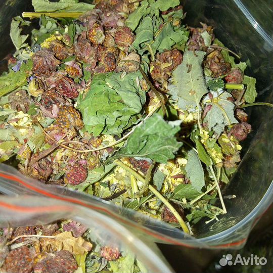 Чаи алтая, ручной сбор