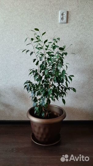 Фикус бенджамина