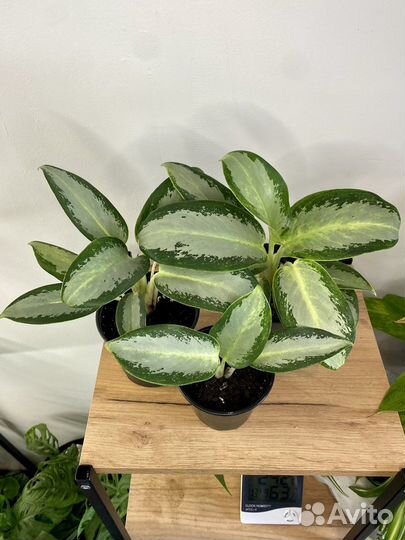 Аглаонемы зеленые