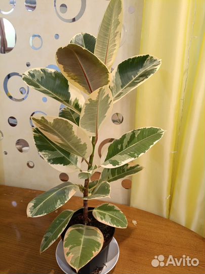 Фикус каучуконосный большой