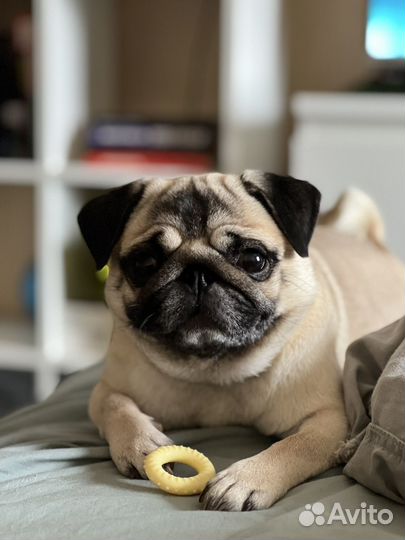 Мопс девочка