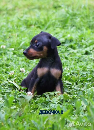 Щенки цвергпинчера