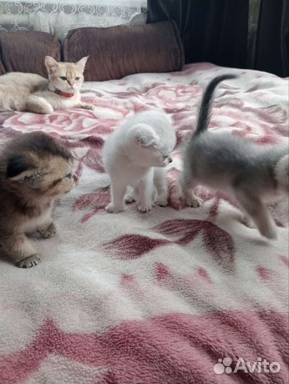 Британские котята