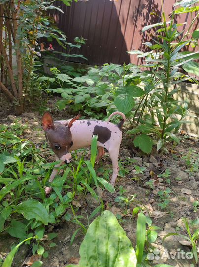 Американский голый терьер