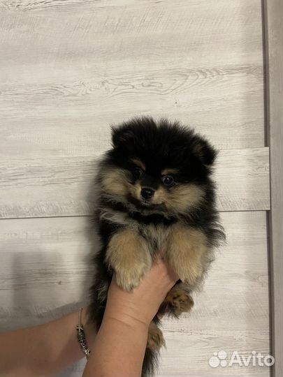 Померанский шпиц
