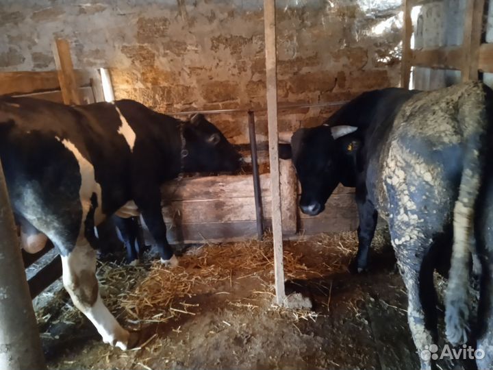 Быки на мясо