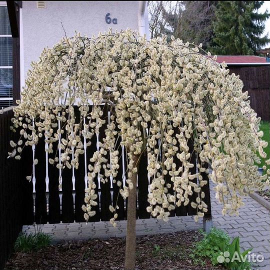 Верба на штамбе