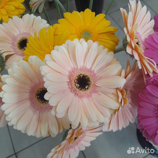 Цветы герберы