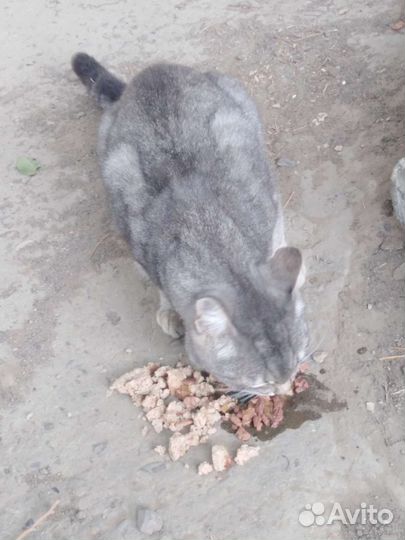 Кот потерялся, красивый