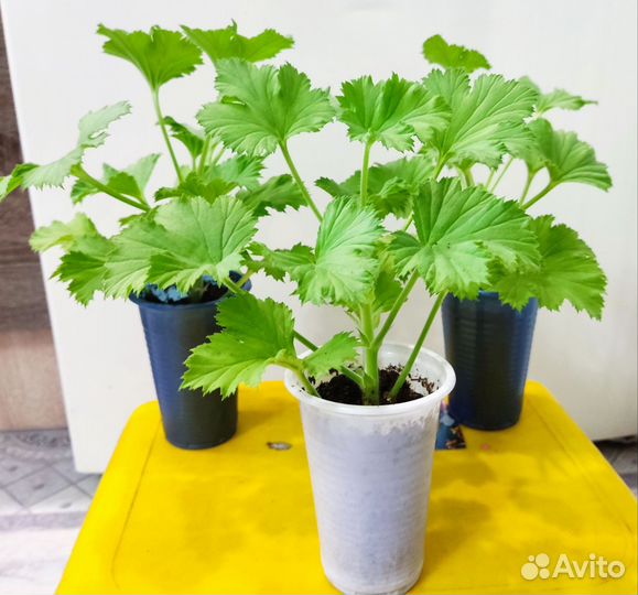 Королевская пеларгония