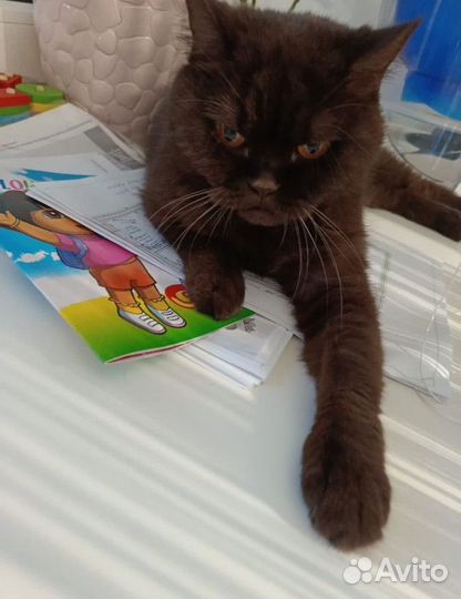 Шотландская кошка бесплатно