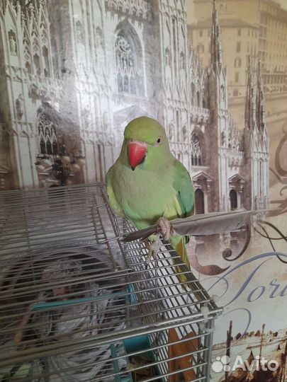 Ожереловый попугай