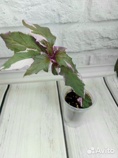 Эпифиллум марниера, гинура вар, хойя пахиклада