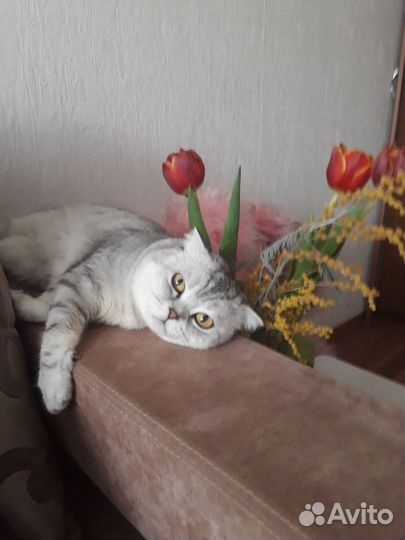 Жених шотландец скотиш-фолд