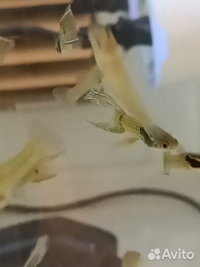 Гуппи Эндлера