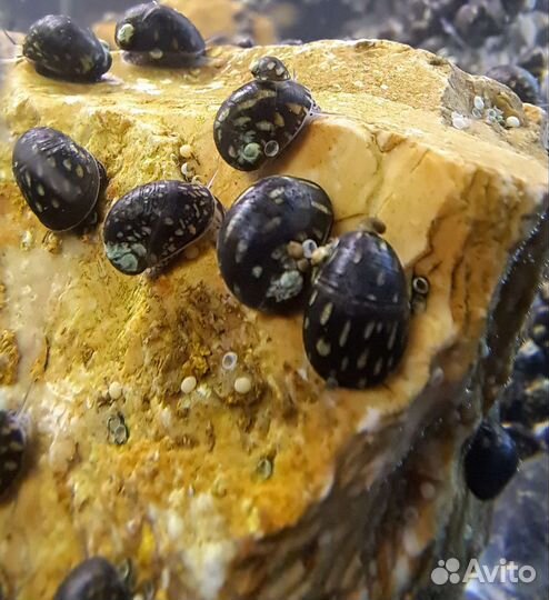 Теодоксус улитка