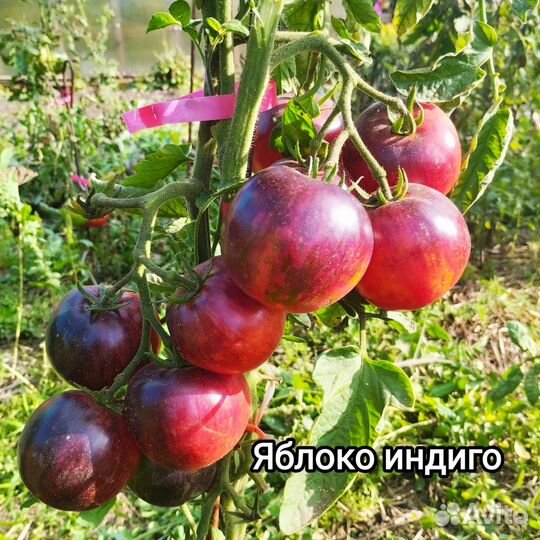Семена томатов