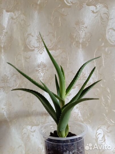 Алоэ Делетта