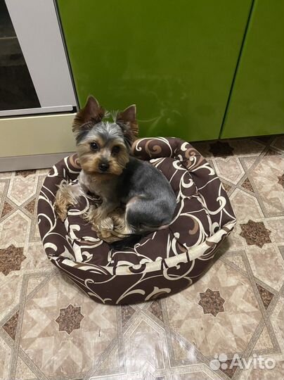 Йоркширский терьер вязка