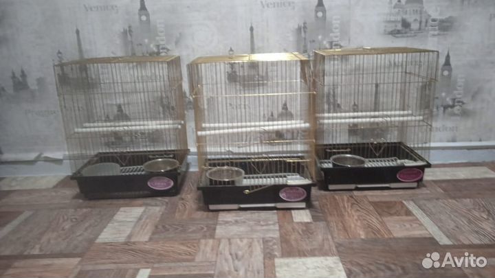 Клетка