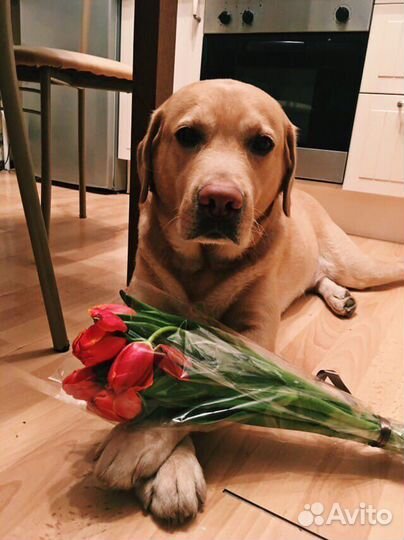 Передержка собак и кошек