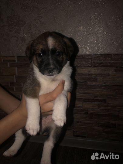 Собака