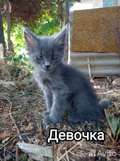 Котята ищут дом