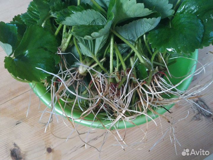 Саженцы клубники 