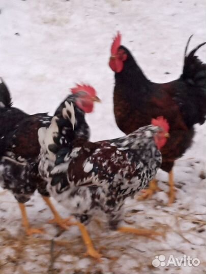 Молодые петухи