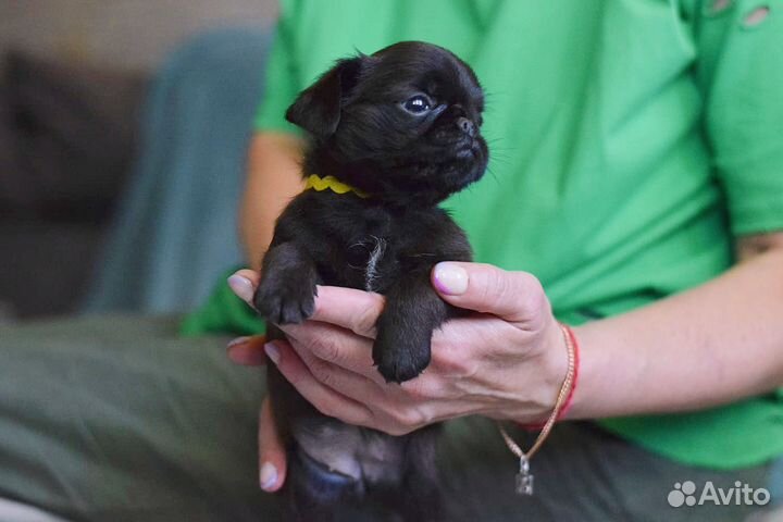 Пти брабансон девочка